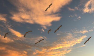 Ultimate WordPress Migration Checklist for Beginners: Step-by-Step Guide