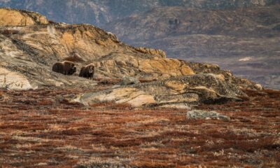 Musk companies consolidation