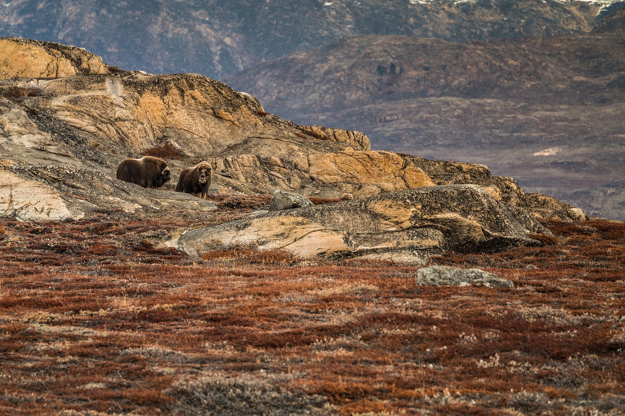 Musk companies consolidation