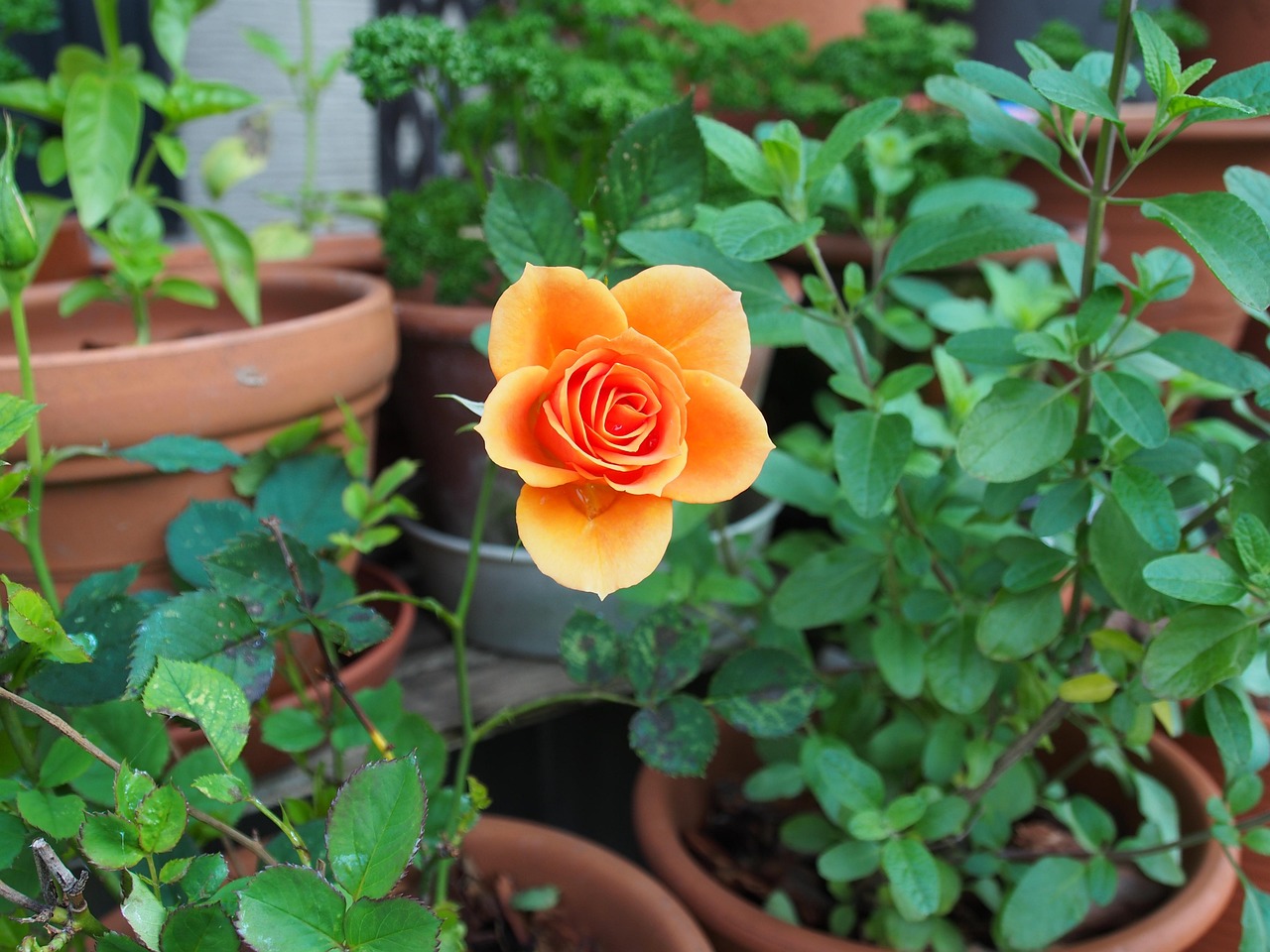 Nvidia OpenAI investment