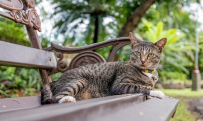 Elon Musk SpaceX xAI merger