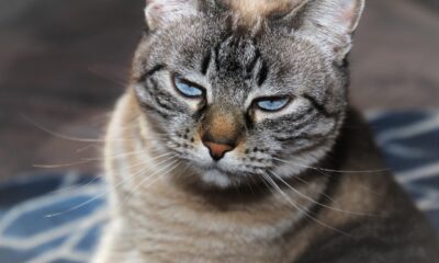 Katie Milligan Openreach CEO