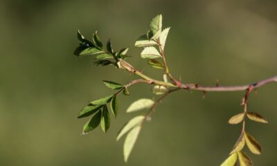 Airbnb AI integration