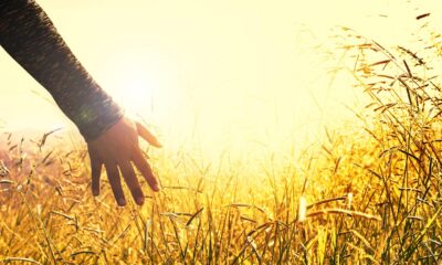 Arm software standardization