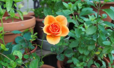 Nvidia record quarter