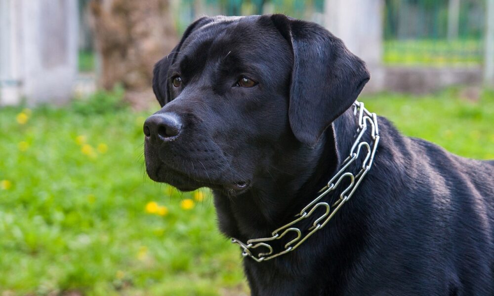 OpenAI Pentagon contract