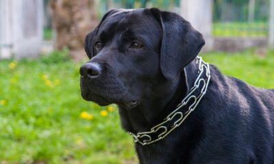 OpenAI Pentagon contract