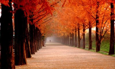 Meta acquires Moltbook