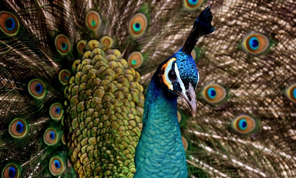 Peacock AI video expansion