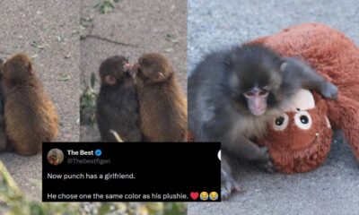 Punch monkey new companion