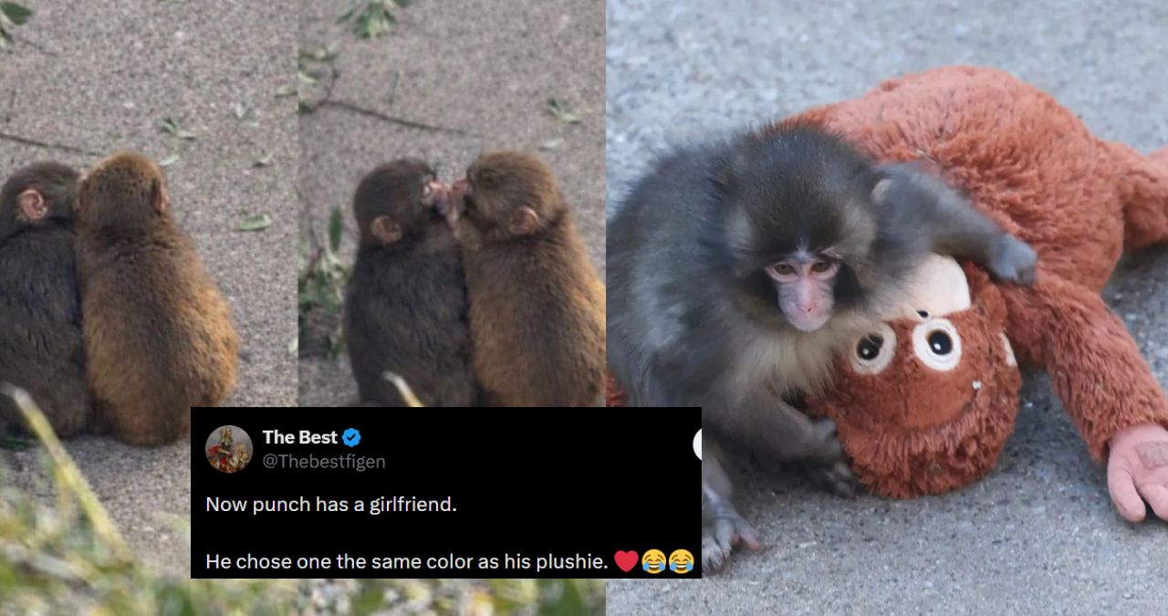 Punch monkey new companion