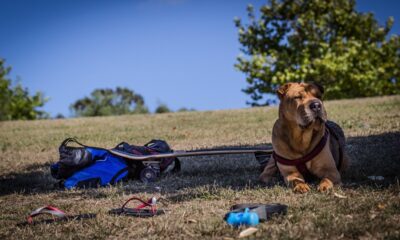 AI agents replace apps