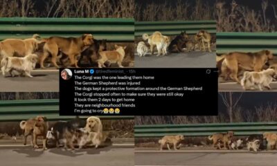 stolen dogs return home