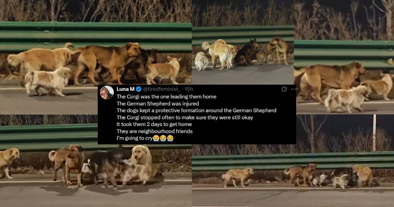 stolen dogs return home