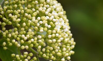 xAI co-founder leaves