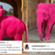 pink elephant photoshoot