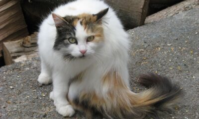 Sierra acquires Fragment AI