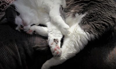 data center moratorium