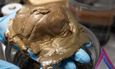 golden orb deep sea identification