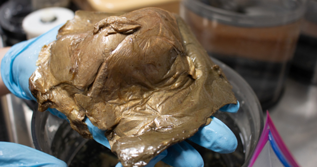 golden orb deep sea identification