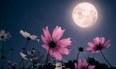 May Flower Moon 2026
