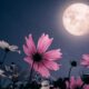 May Flower Moon 2026