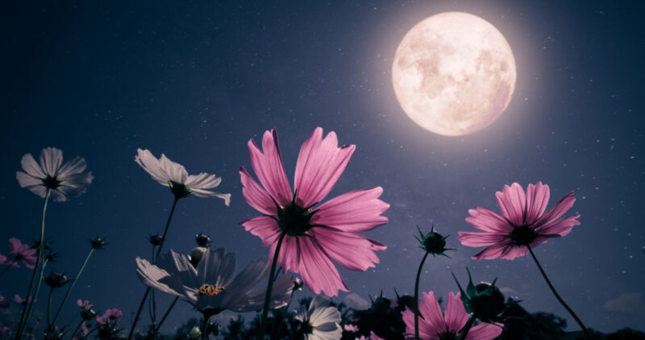 May Flower Moon 2026