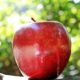 Apple Siri lawsuit settlement
