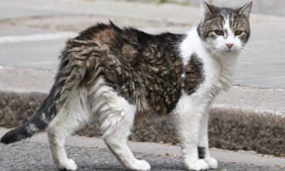 Larry the Cat UK politics