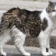 Larry the Cat UK politics