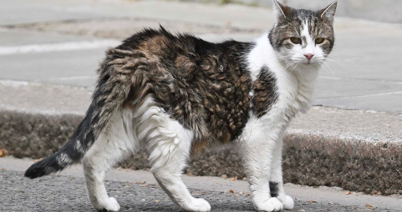 Larry the Cat UK politics